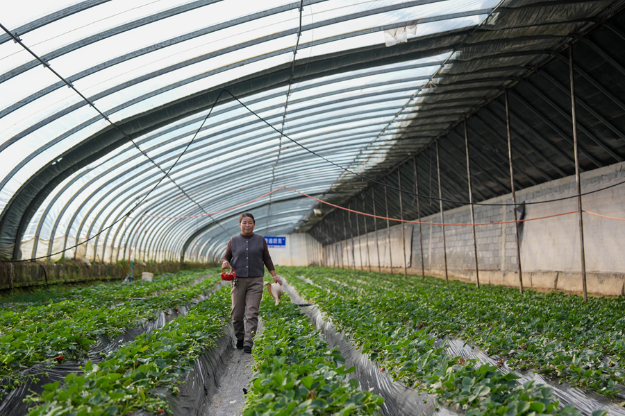 四中全會(huì)精神在基層｜青海西寧：探尋高原草莓走紅“密碼”