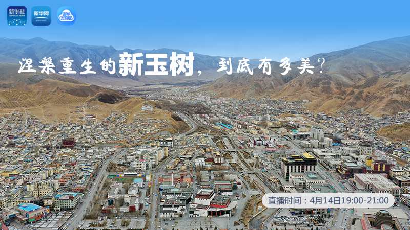 涅槃重生的新玉樹，到底有多美？