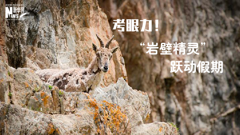 三江源慢直播丨考眼力！&ldquo;巖壁精靈&rdquo;躍動假期