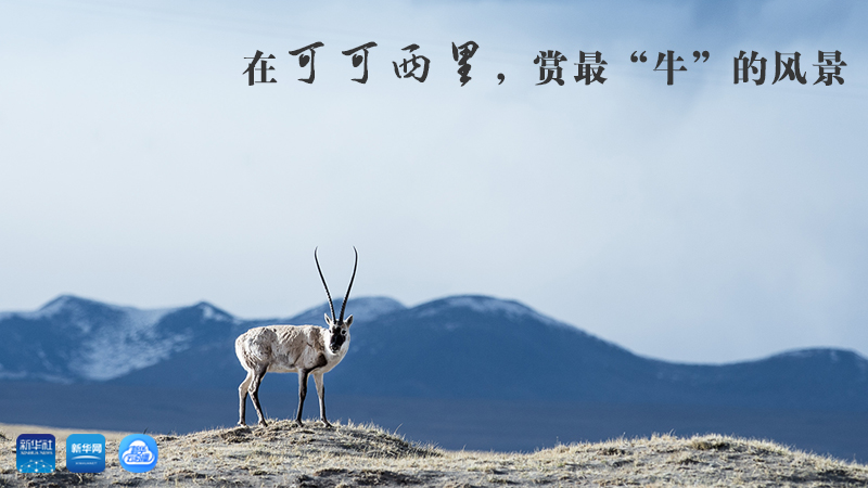 三江源慢直播丨在可可西里，賞最&ldquo;牛&rdquo;的美景