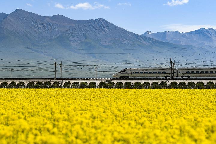 國社@青海丨祁連山下&ldquo;花經(jīng)濟(jì)&rdquo;