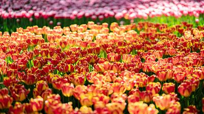 顏值爆表！青海西寧開(kāi)啟&ldquo;花城&rdquo;模式